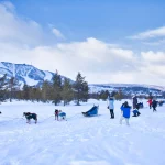 Dog sledding group winter