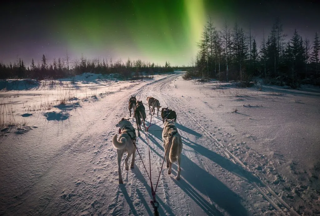 Husky adventure