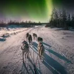 Husky adventure