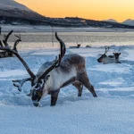 Reindeers